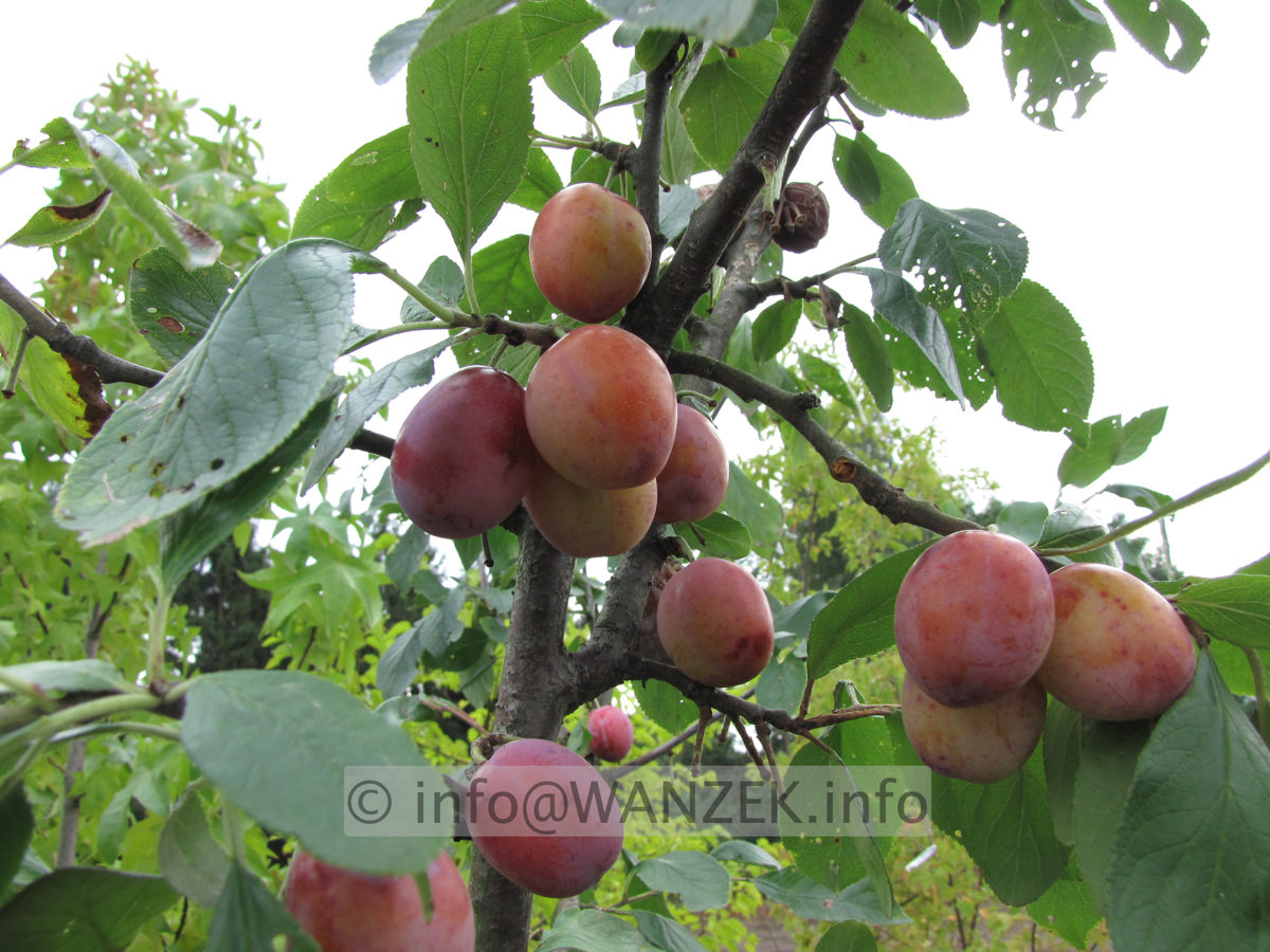 Pflaume Koenigin Victoria 2.JPG